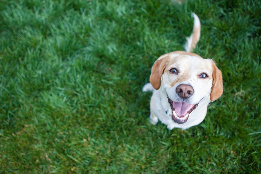 Bird’s eye view shot of cute dog on grassy lawn