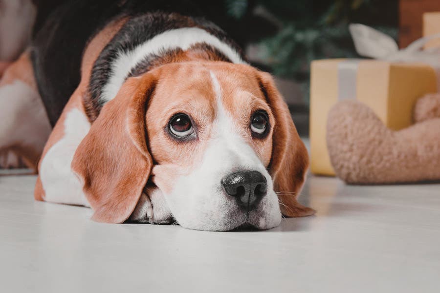 Beagle puppy dog eyes