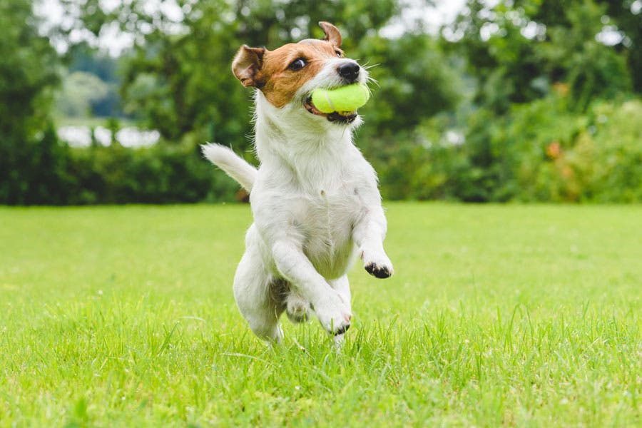 jack russell terrier playing catch dog photography
