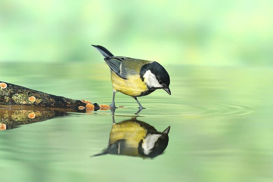 Bird reflected on water
