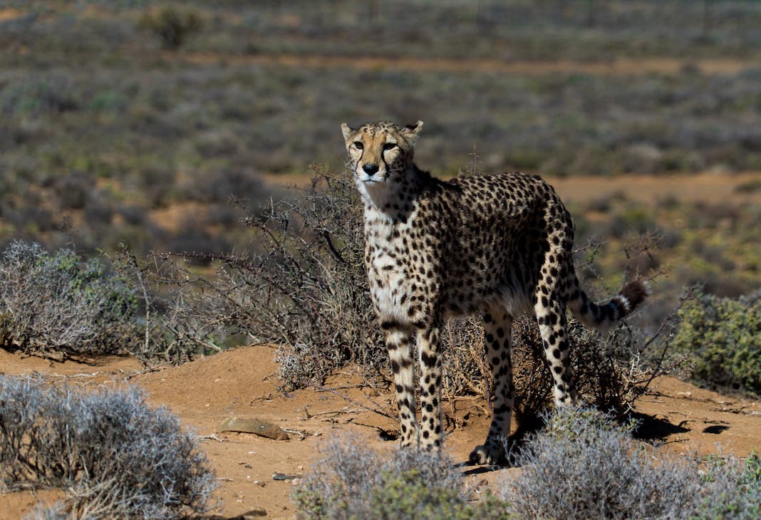 cheetah on safari
