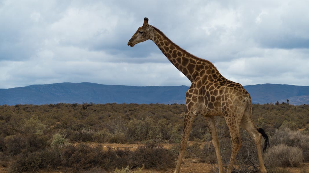 giraffe on safari