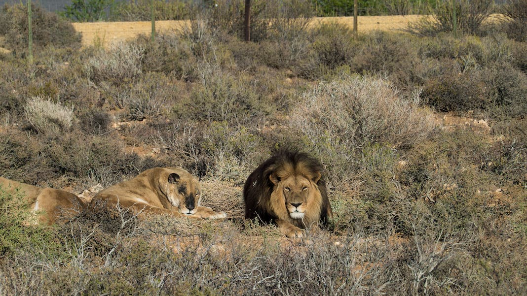 lion on safari