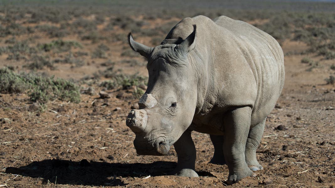 rhinoceros safari