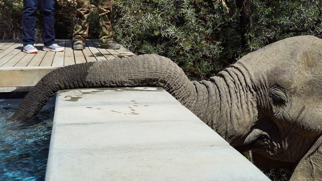 elephant on safari