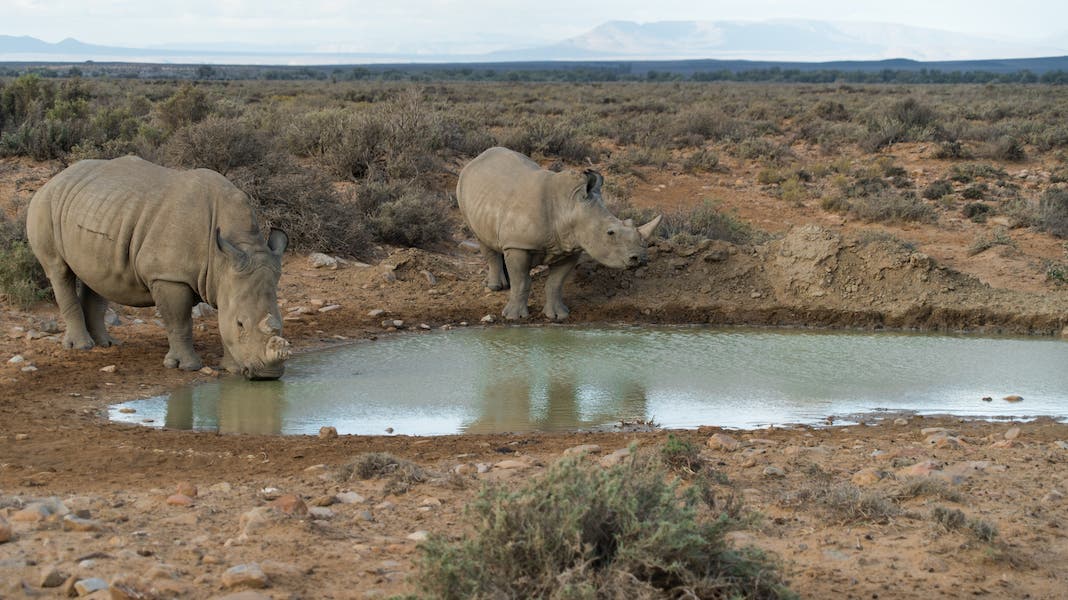rhinoceros safari