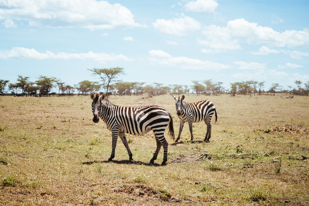 ubuntu made kenya