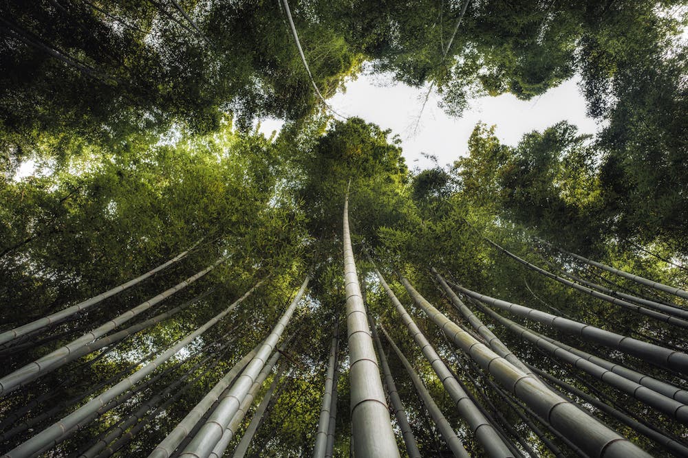Arashiyama bamboo forest