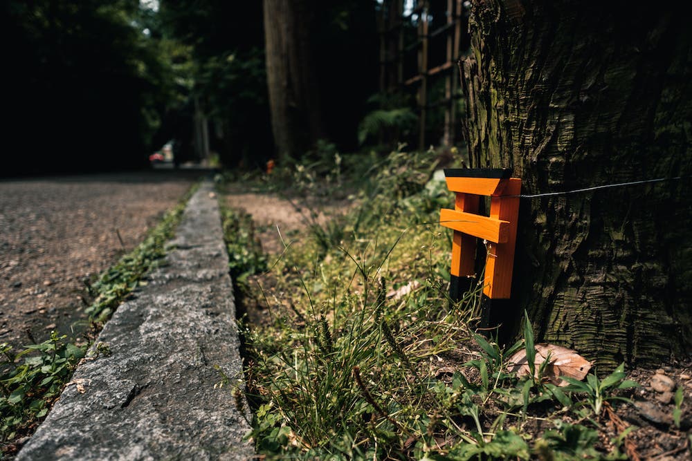 Arashiyama bamboo forest