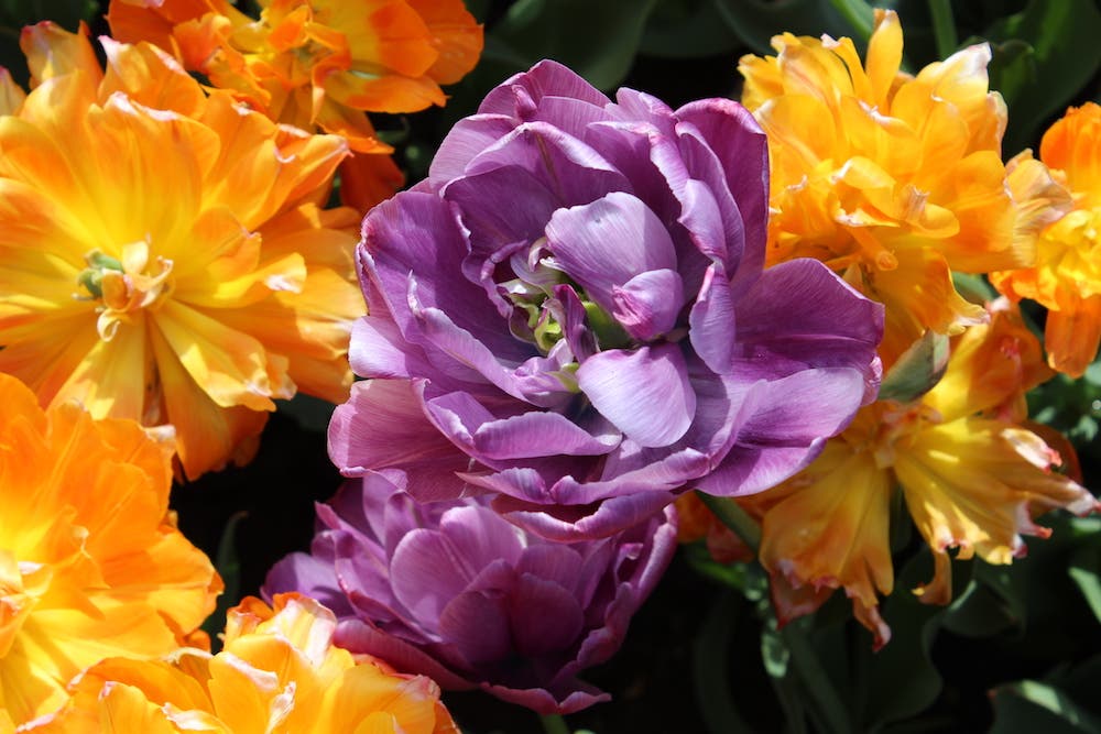 flowers frank walker photo