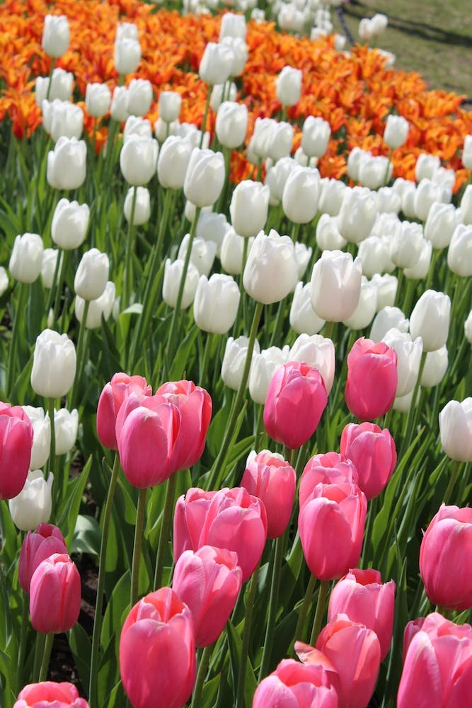 flowers frank walker photo
