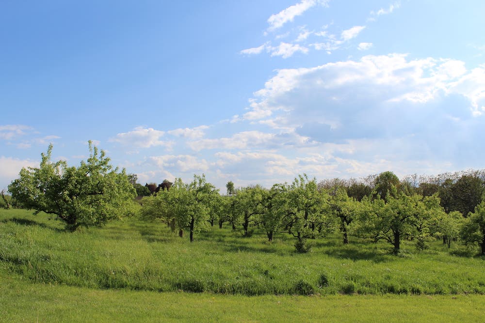 apple orchard frank walker photo