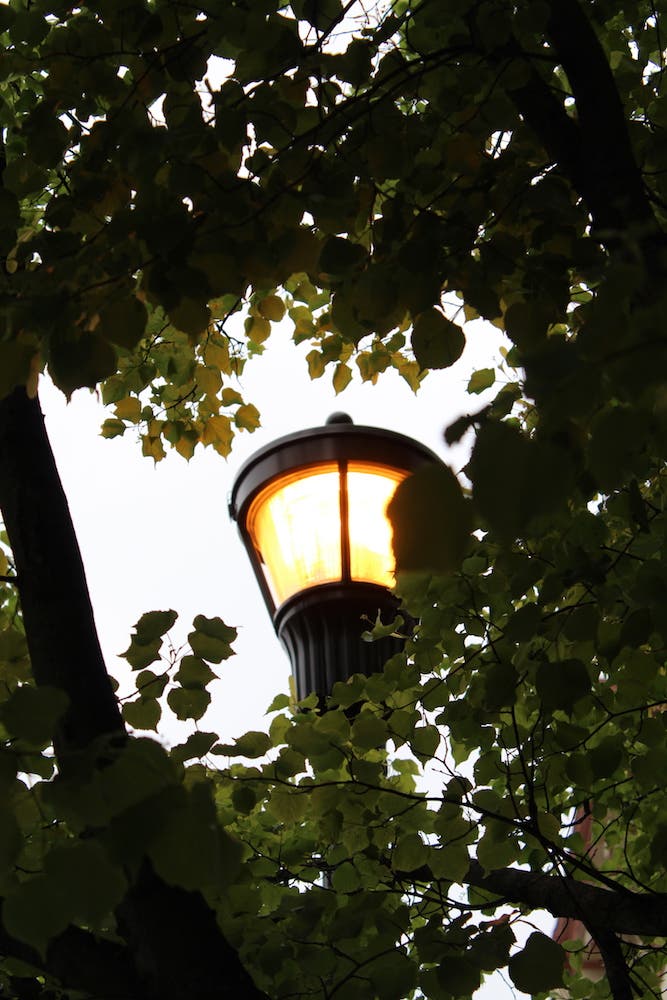 lamp in park frank walker