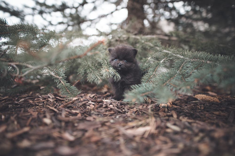 Zach Allia nature photography