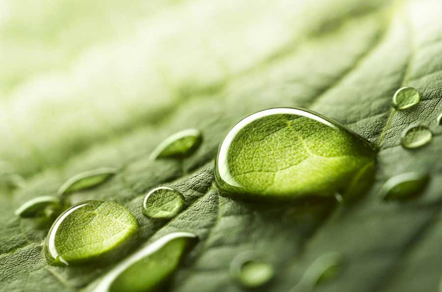 macro shot of water droplets on a leaf