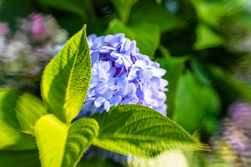 Lensbaby Sol 45