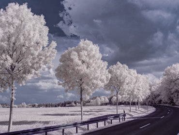 infrared landscape image of curved road with rows of white trees