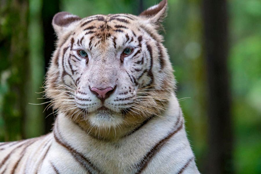 telephoto shot of tiger