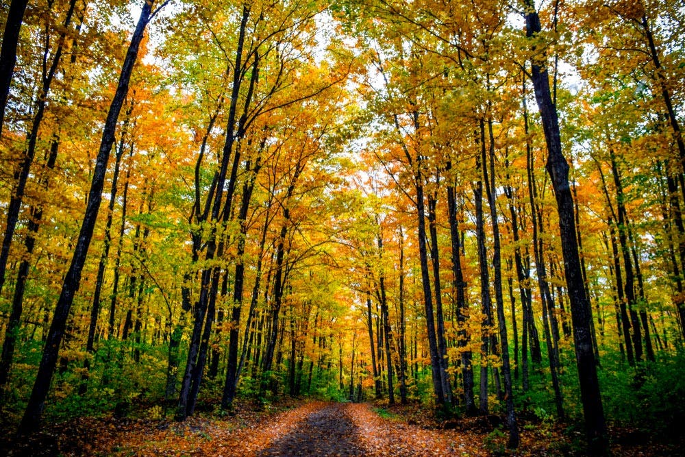landscape photo of forest with beautiful autumn trees
