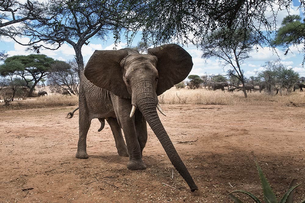 wildlife photography elephant