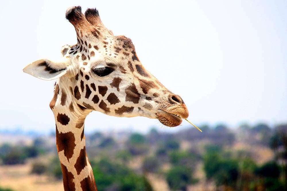 wildlife photography giraffe