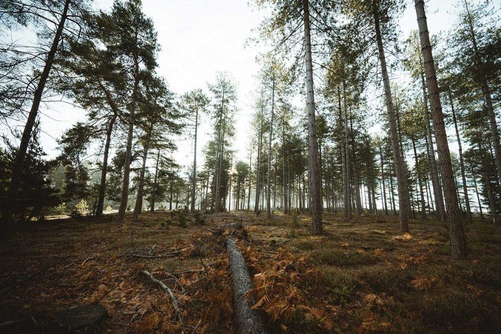 fisheye lens for wide angle photography of trees