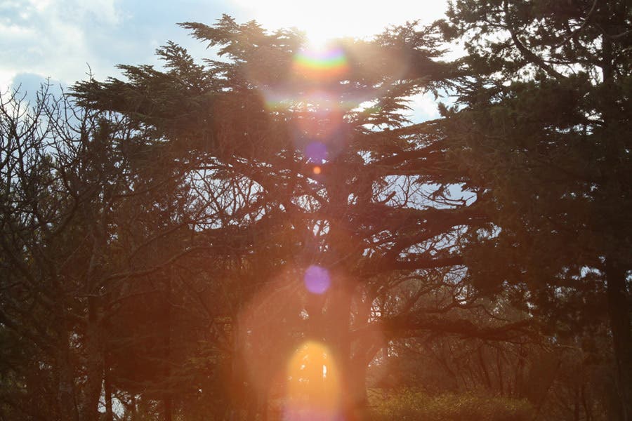 sunlight producing vertical lens flare