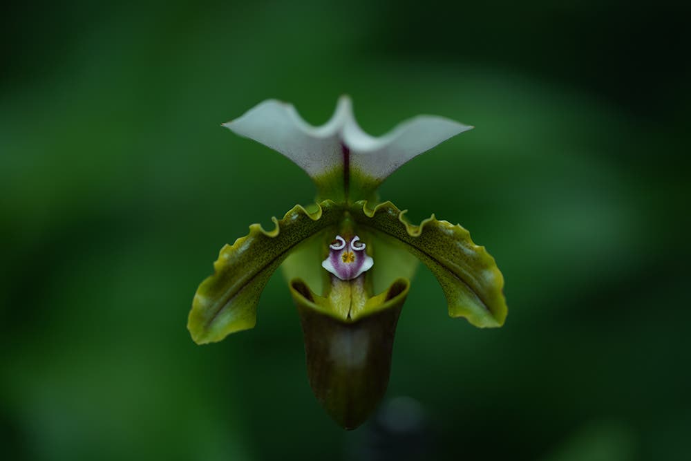 Sony 135mm F/1.8 G Master Lens sample image
