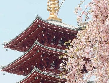 japan cherry blossom festival