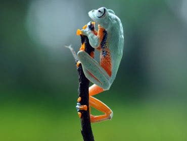 a frog resting on top of a branch