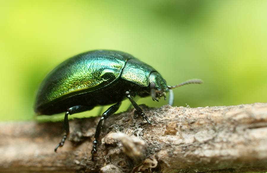 a beetle on a wooden branch