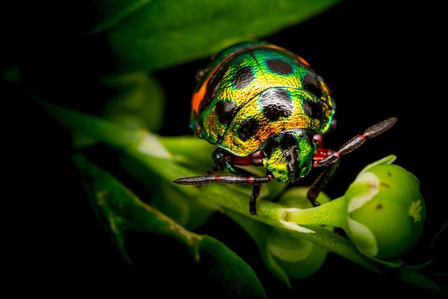 a colorful bug resting on a flower