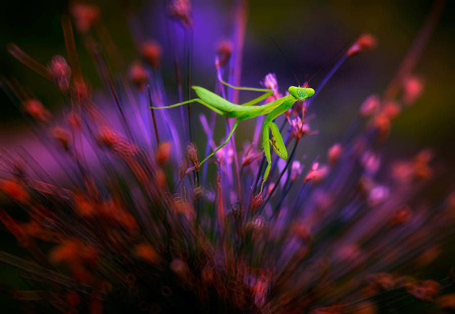 a praying mantis climbing on plants