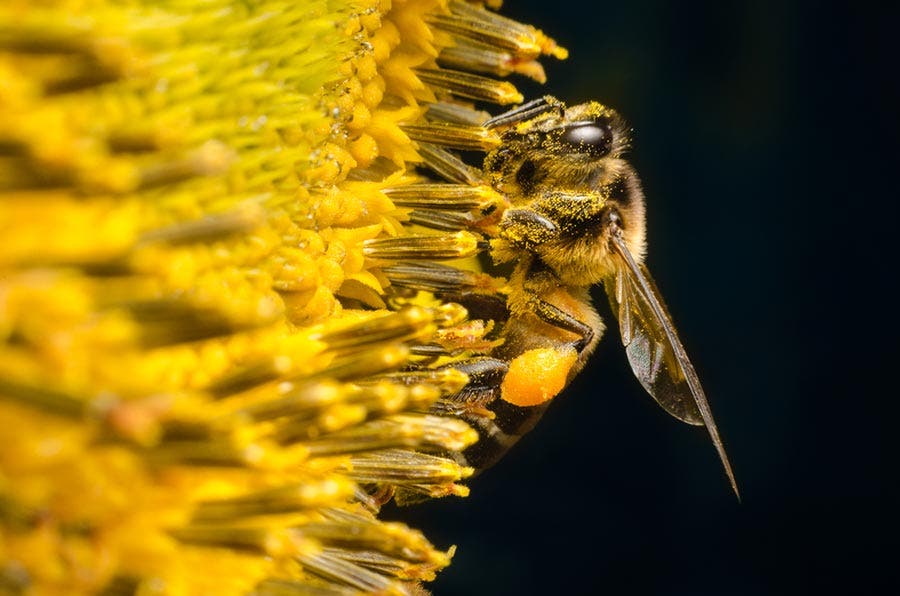 a worker bee gathering nectar from a sunflower