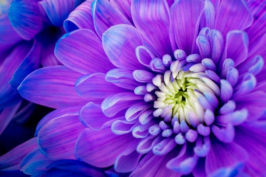 macro shot of a purple gerbera flower