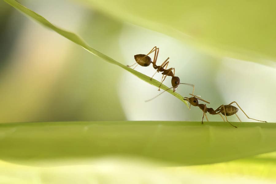 two working ants on a leaf