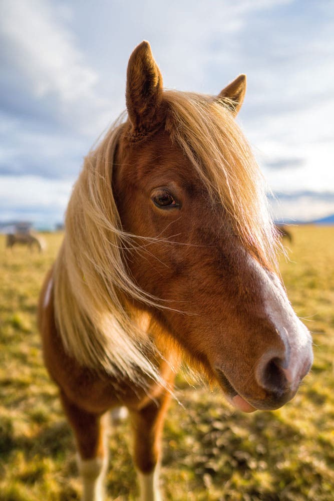 Mahesh Thapa sony a7r iv hands-on review iceland