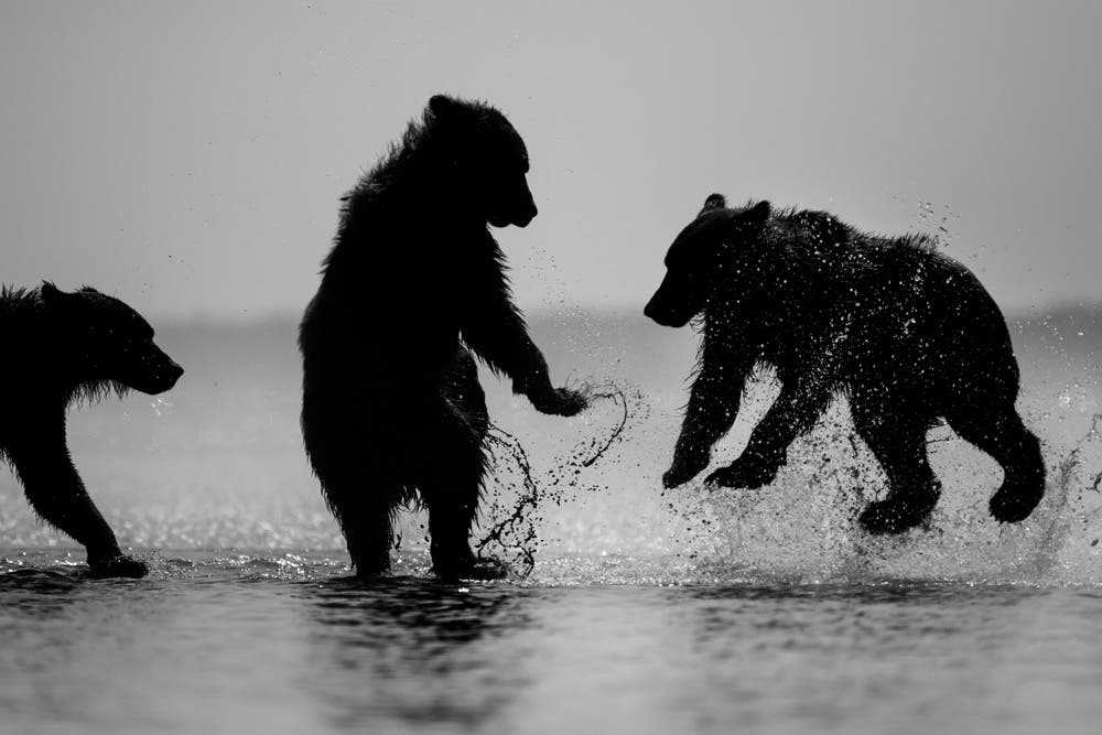 Kristi Odom bears dancing