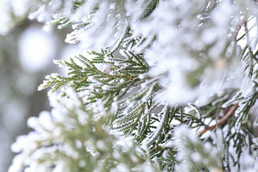 fir trees covered in frost