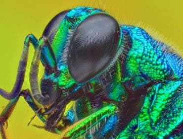 focus stacking insect