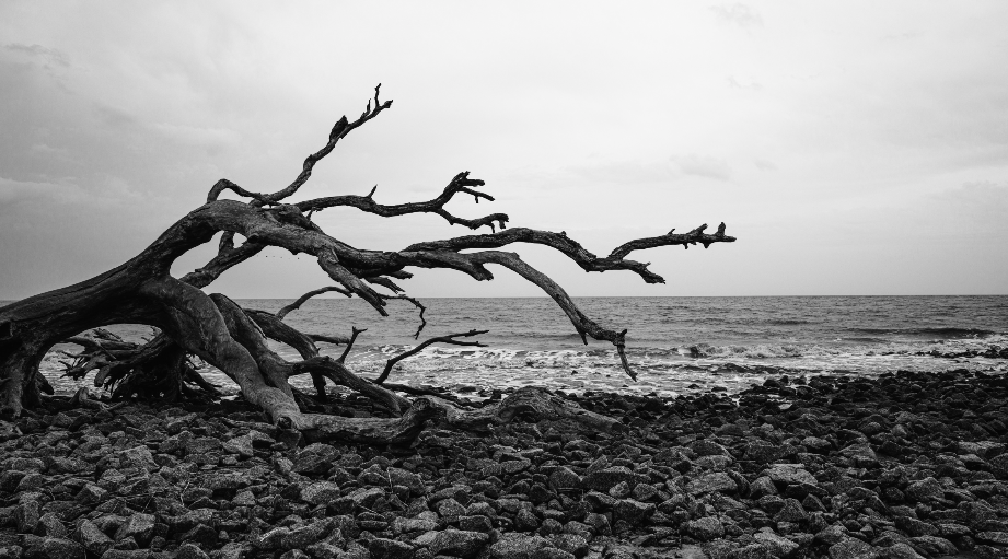 Sigma FP L V samples