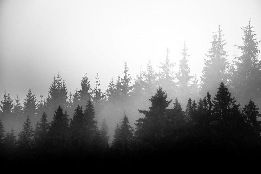 tonal balance in trees landscape photo