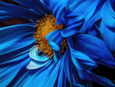 complementary colors in photography with blue and orange flower