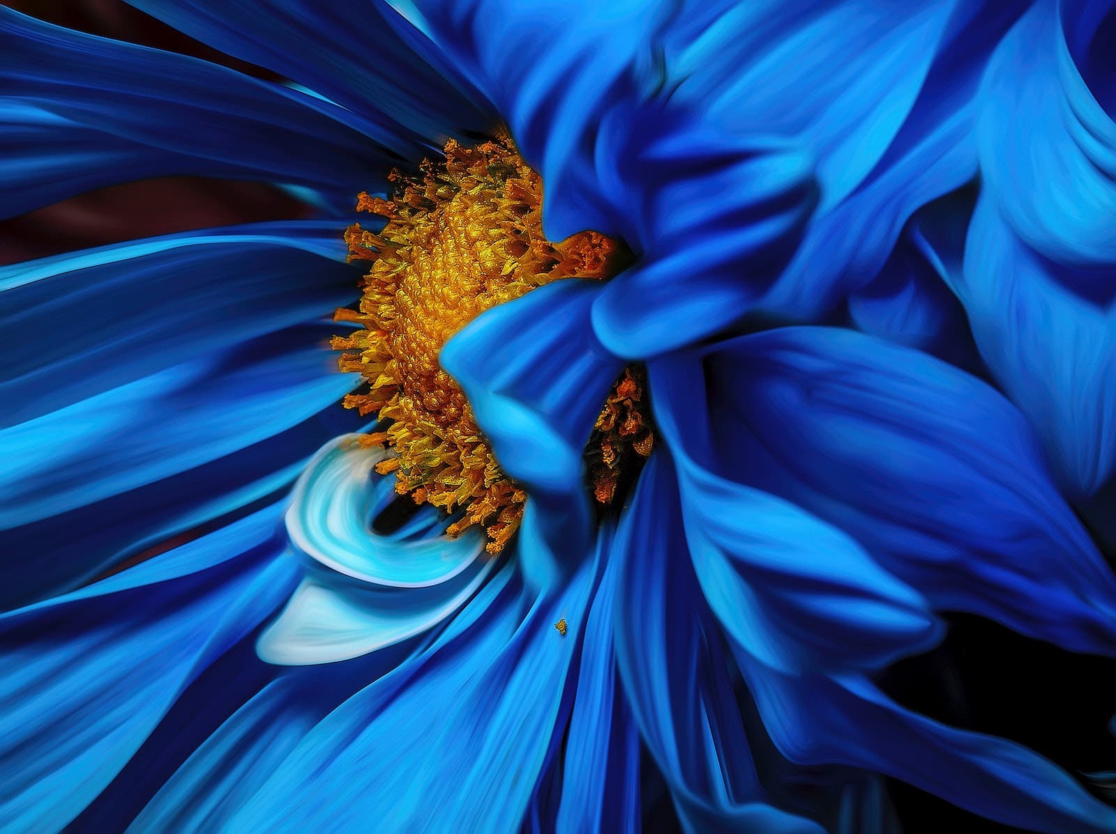 complementary colors in photography with blue and orange flower