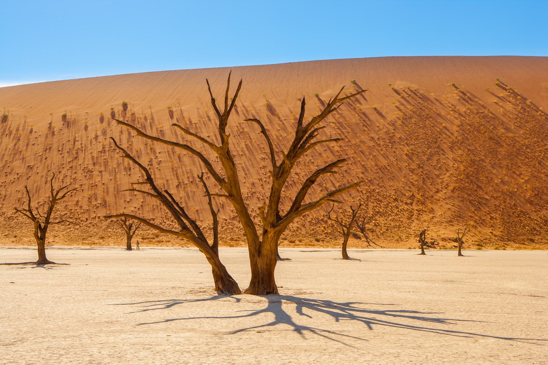Dead camel-thorn trees and sand-dunes in the Namib desert at Sossusvlei, Namibia