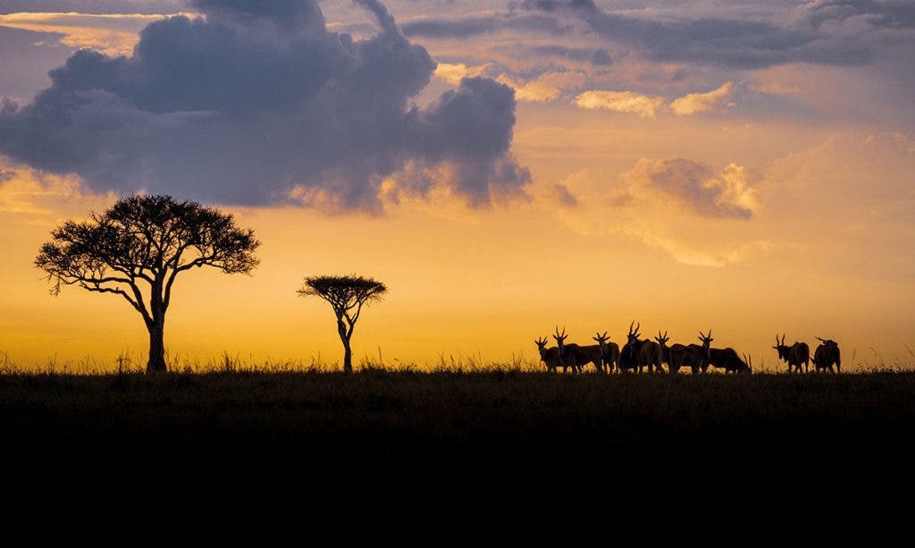 antelope group on safari in wildlife photography