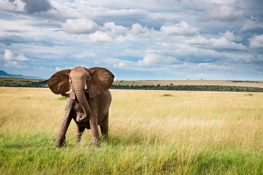 wildlife photography elephant on safari