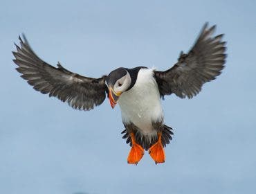Bird mid flight feature