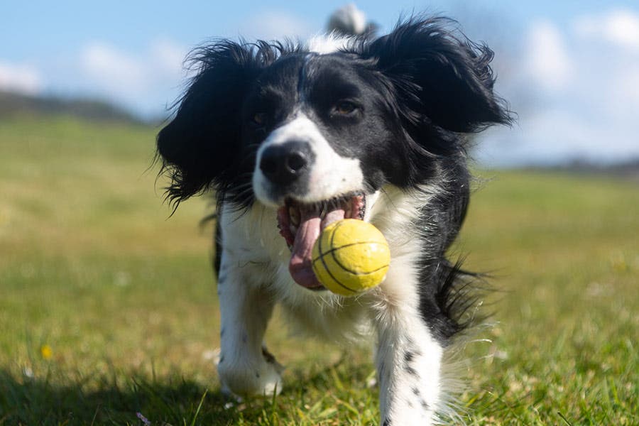 Dog action shot