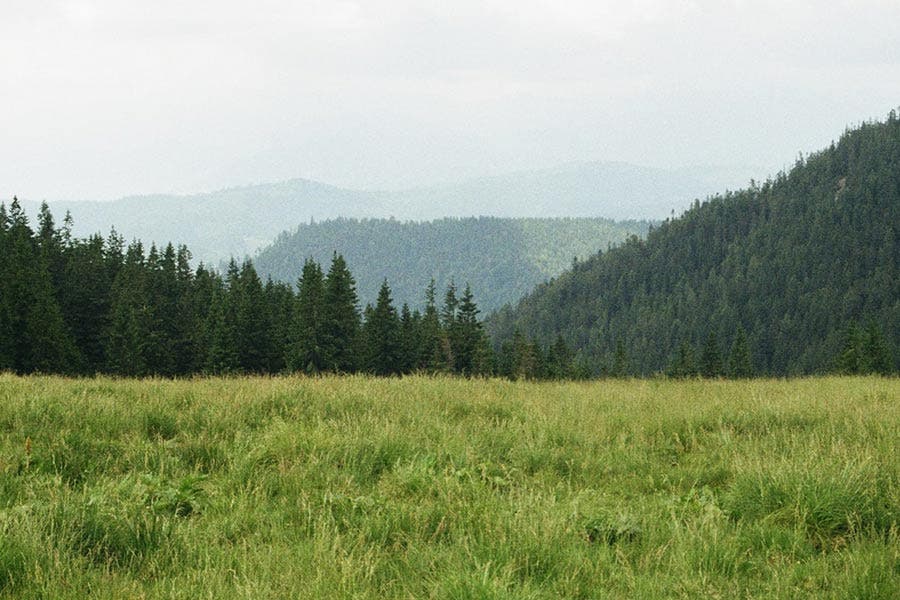 Grassy Field